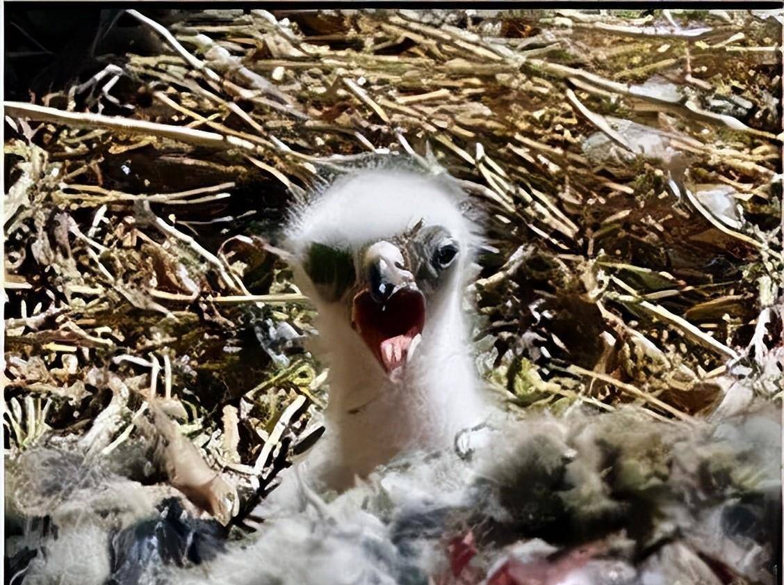 2010年金雕痛失幼子后追杀村民,警方为其"报仇",逮捕两名男子