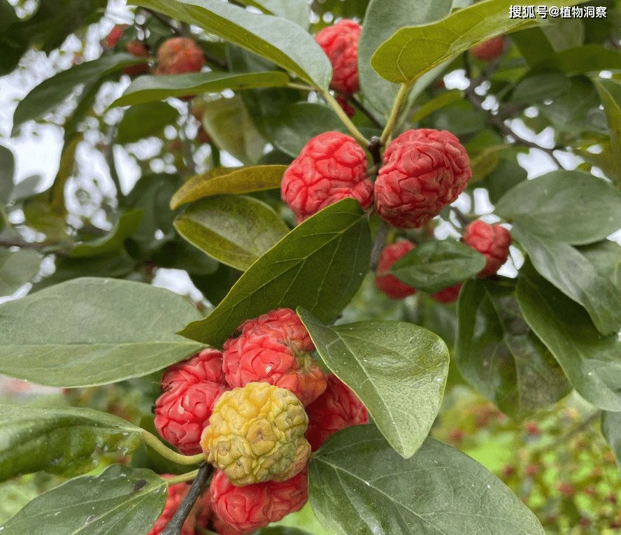 柘树是桑科桑科橙桑属落叶灌木或小乔木,和我们常见的桑树是同