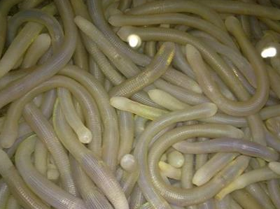 你吃过沙虫吗?了解下吃沙虫对身体有什么好处