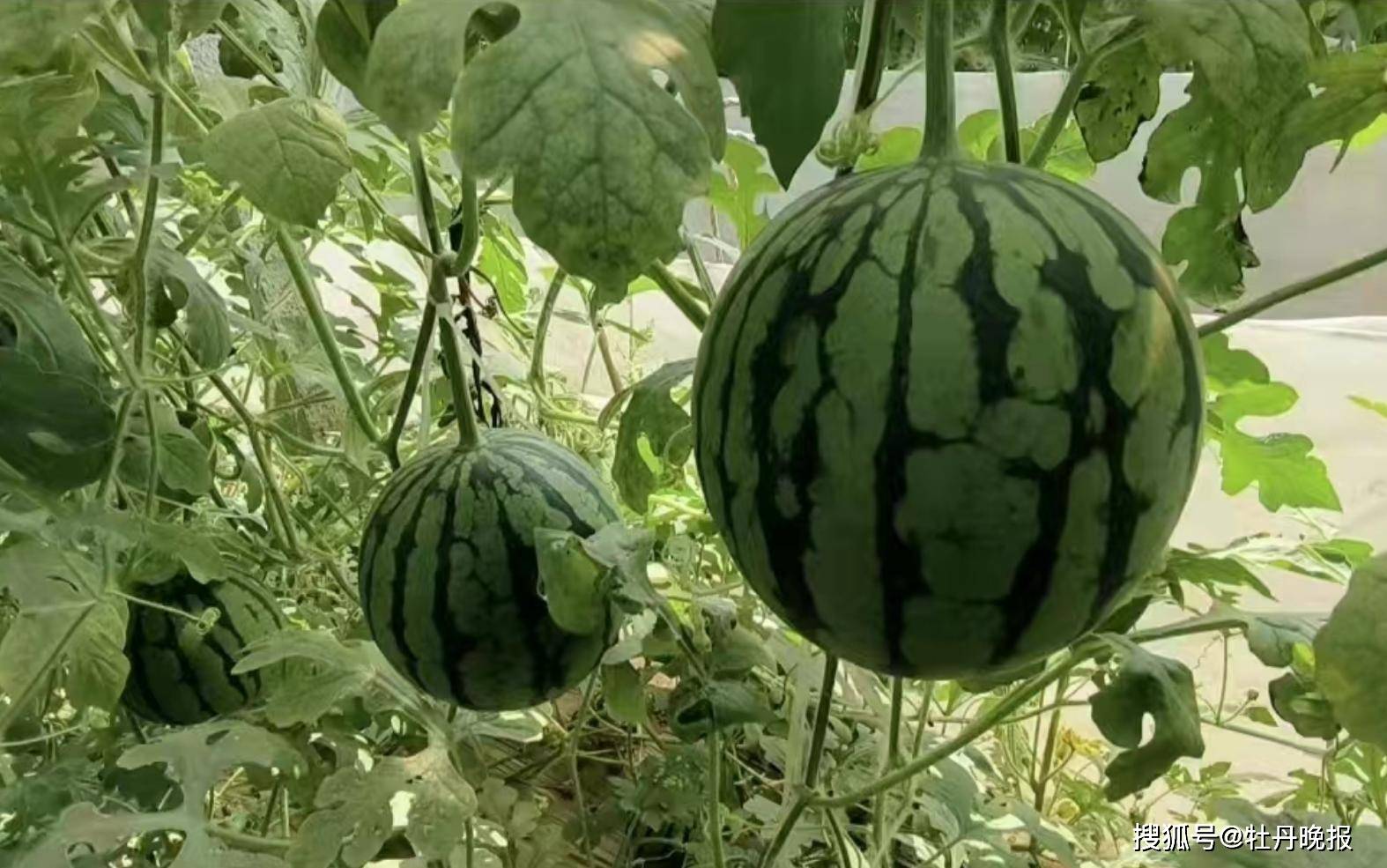 菏泽"迷你西瓜"走俏"瓜果江湖"