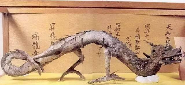 但我国专家也发现了"新中国龙",只不过这个化石是在贵州发现的