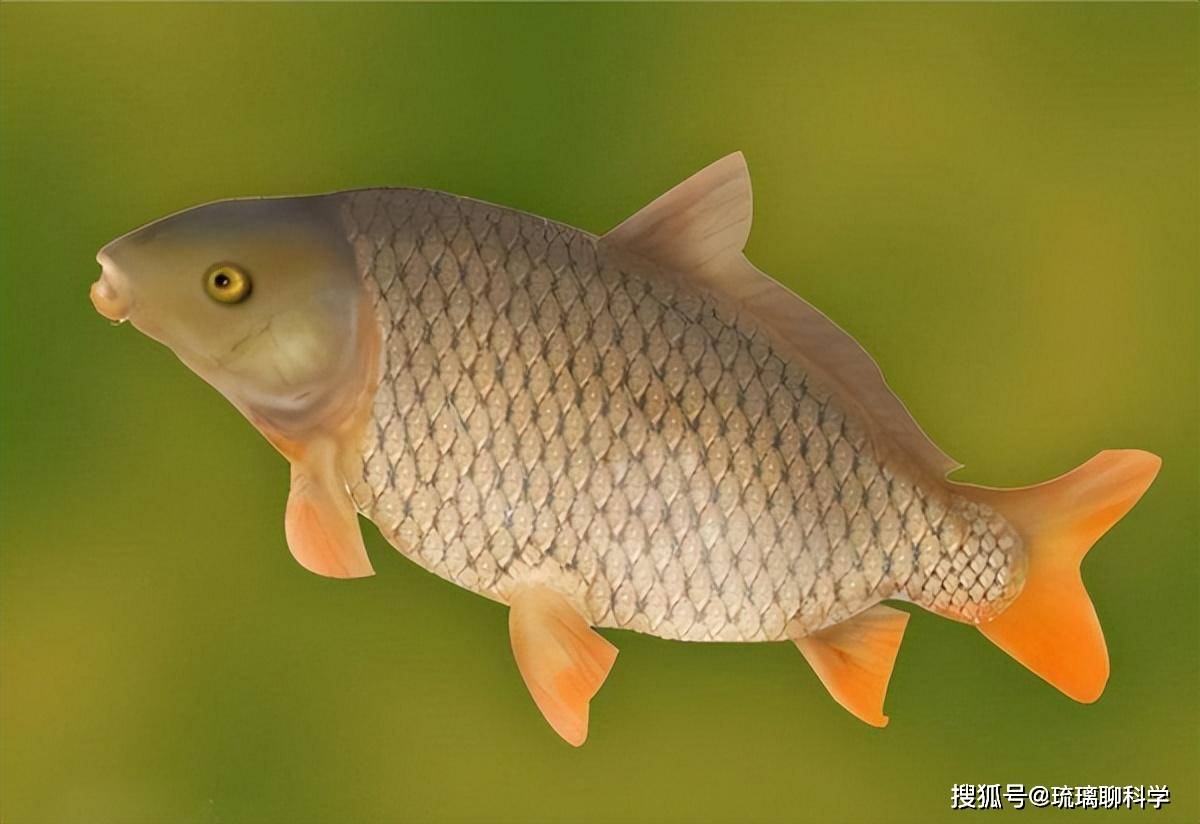 亚洲鲤鱼入侵全球,在美国被养成猪,却在中国"活"不过童年,这是为何?