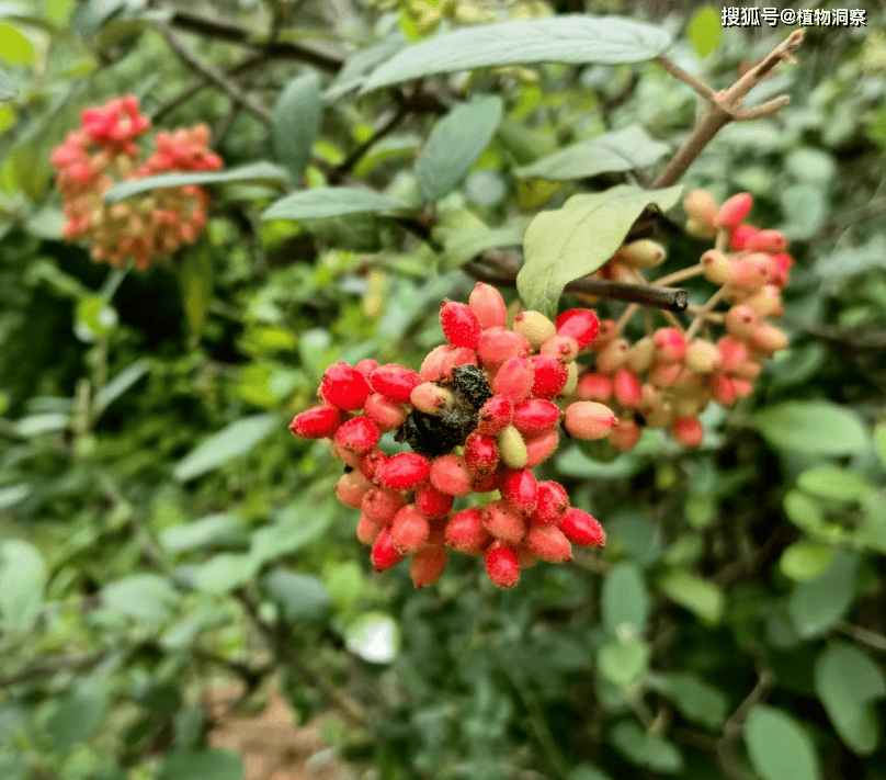 荚迷果图片