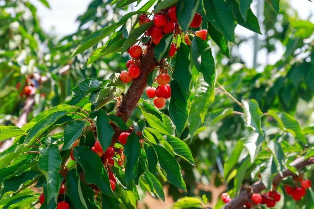 樱桃红了!快来山东赴一场甜蜜盛宴