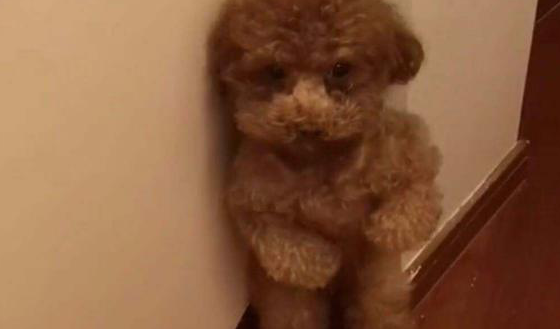 泰迪在罚站中偷懒,泰迪:我腿短,蹲一下他们应该不知道