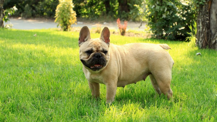 宠物小知识:稍加训练就能变成超级狗狗,这么聪明的狗狗你喜欢吗