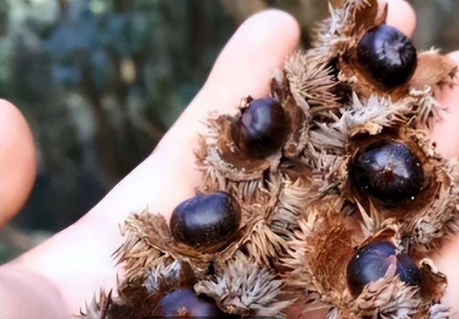 农村野果子,外皮长满尖刺,儿时为它流尽血,现在成稀罕难买到