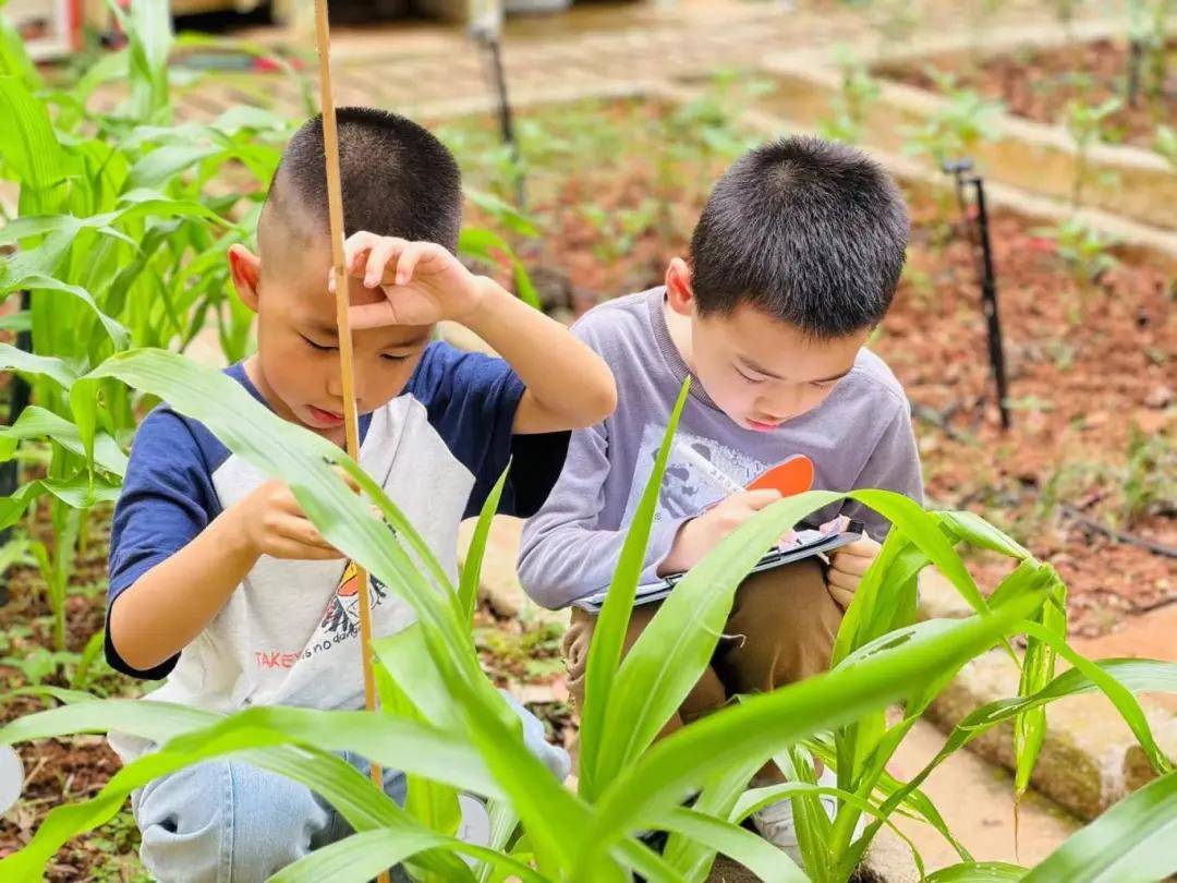 体验探究式 蔬菜种植课程|诺亚舟和庄幼儿园