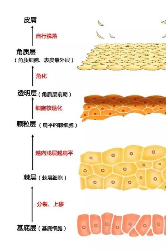 皮肤生理学与细胞图图片