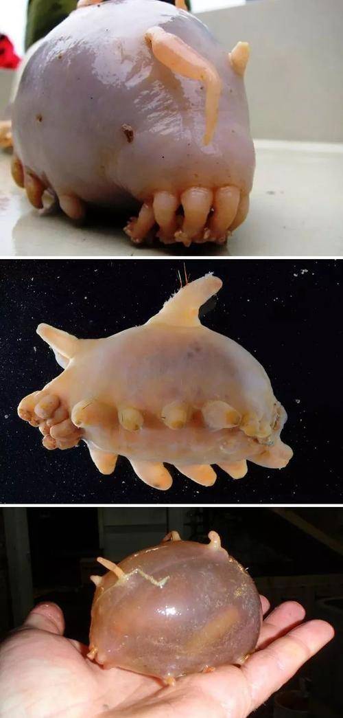 海猪甜甜圈图片