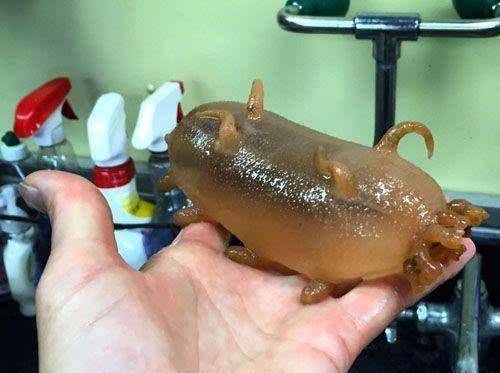 "水鼓","海猪"是否存在?