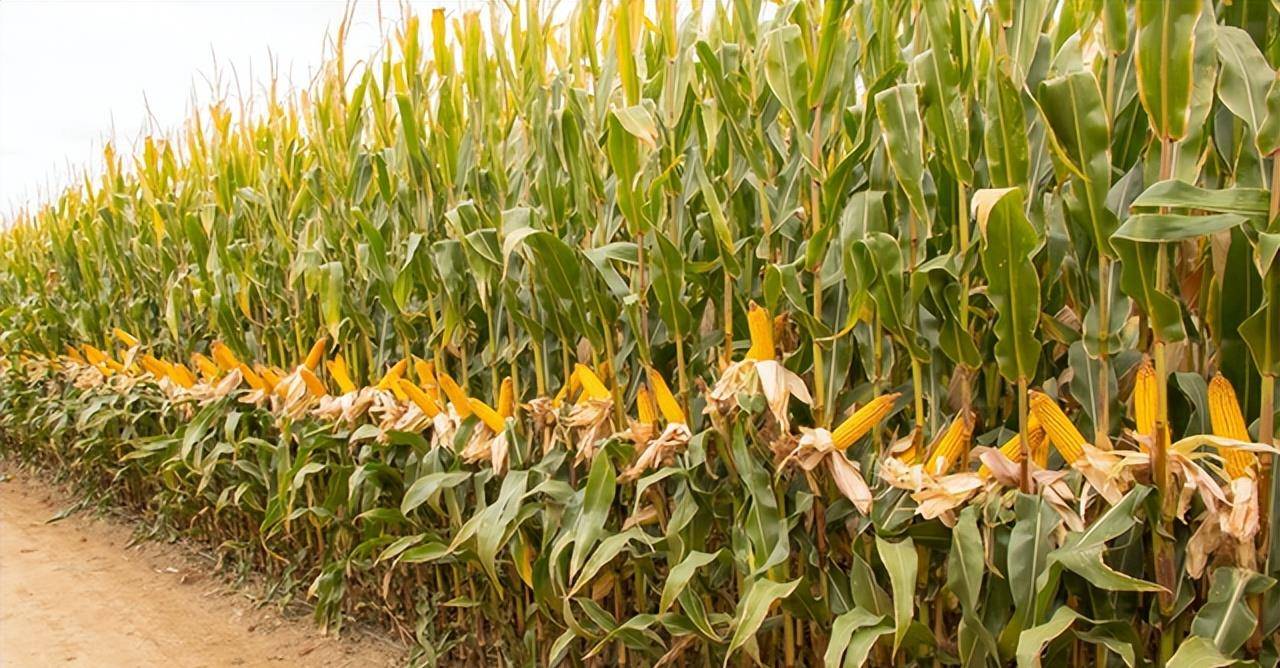 1万年以前的玉米,还只是一棵平凡的野生杂草,它经历了什么?