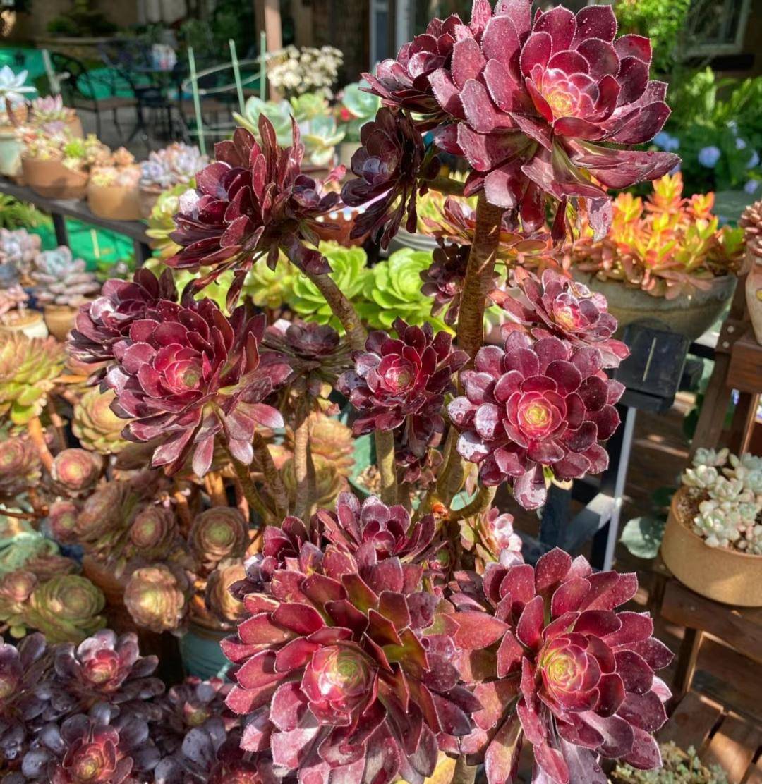 重庆女子专养"法师"多肉,盆盆绝美