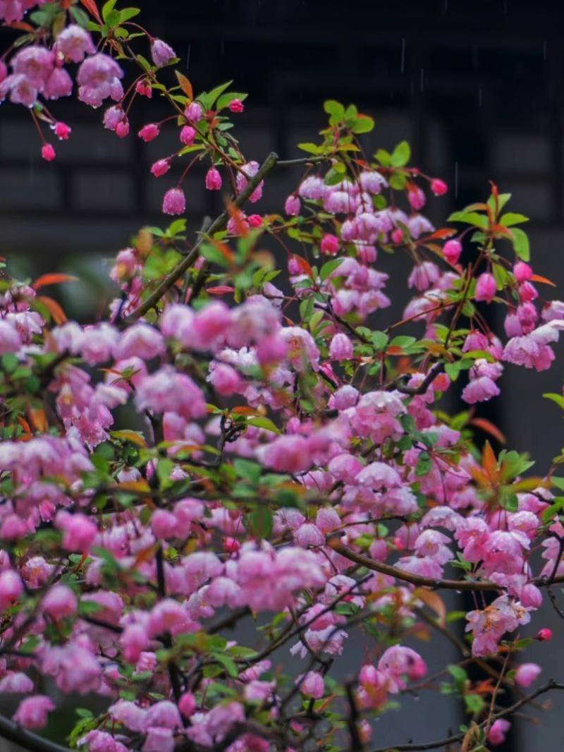 苏州的这棵海棠花实在太美了