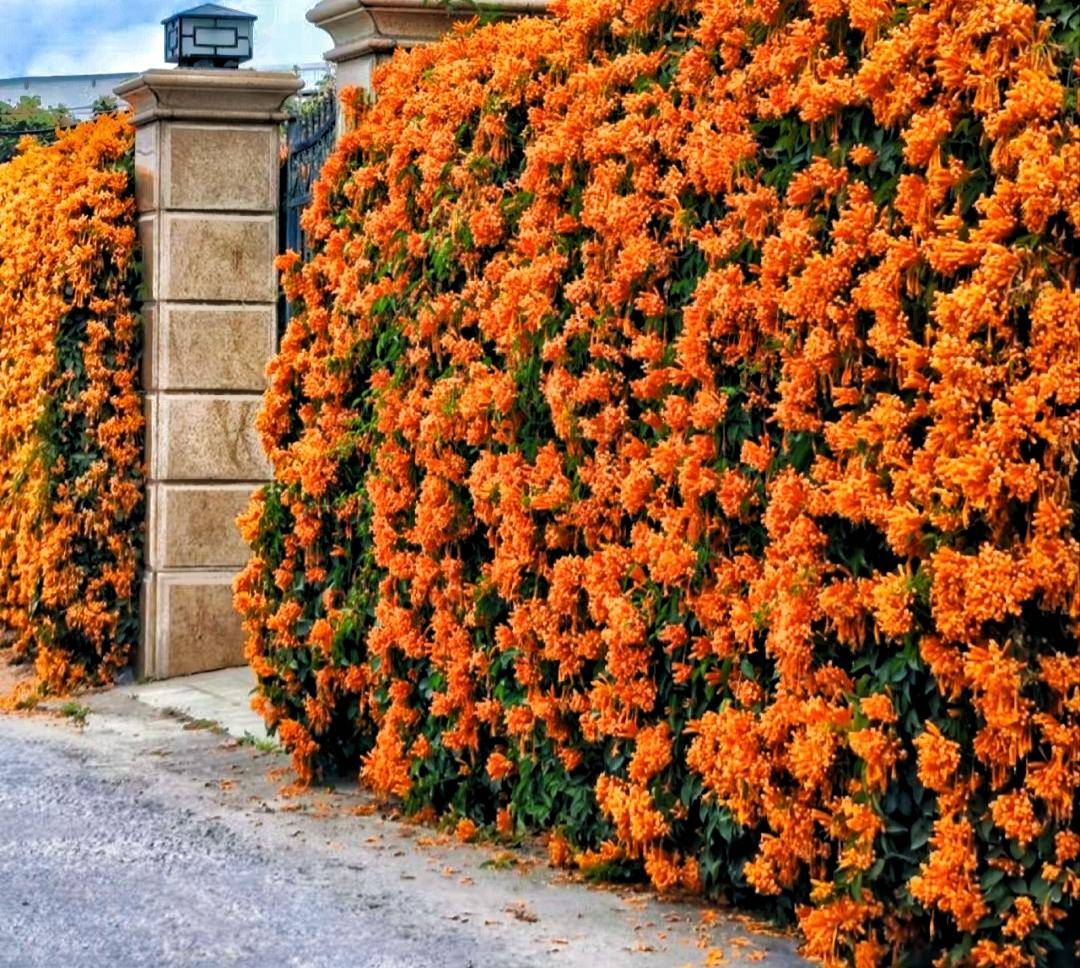 这户人家院墙上的花,开得太壮观