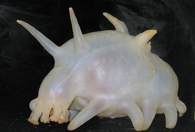 "水鼓","海猪"是否存在?