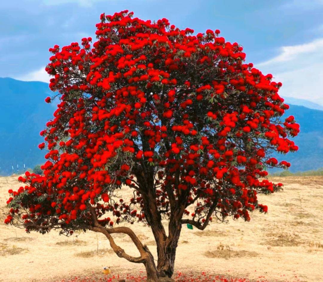 云南一山坡上的野生花开花太美了