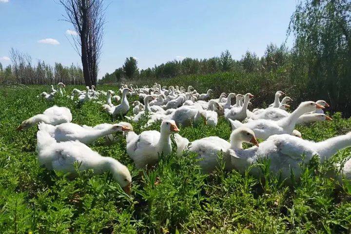 金绒早报 | 8个标准箱羽绒枕头海铁联运直达迪拜 / 纺织服装业呈现出