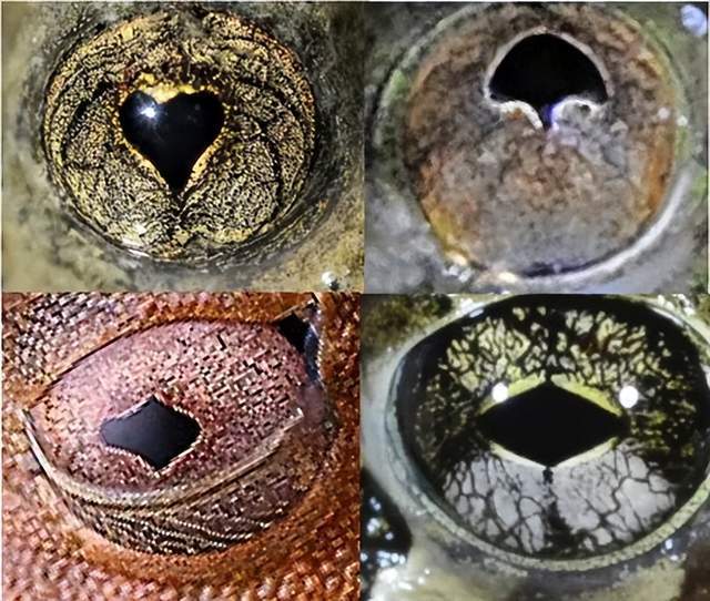 这小子竟然有着爱心状瞳孔!动物瞳孔形状原来有那么多秘密