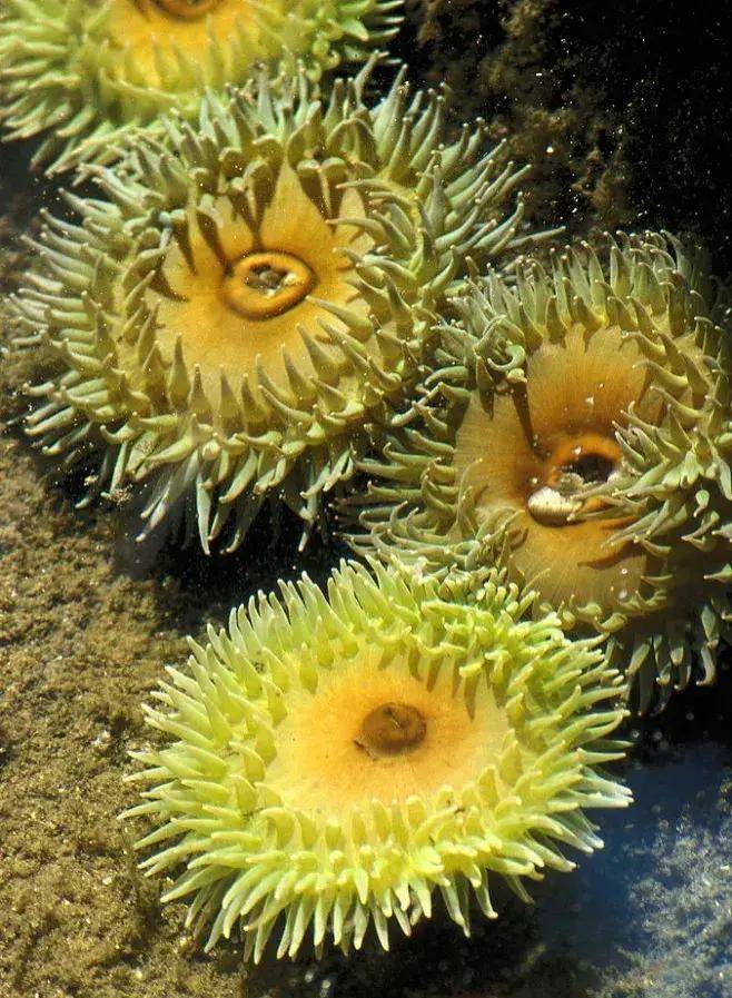 真是少见,海底世界的奇妙让人感叹