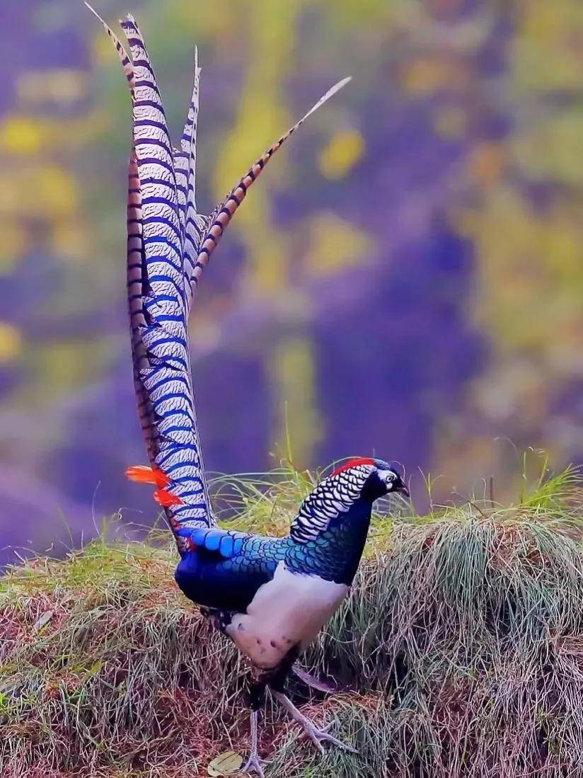 山鸡,野鸡,石鸡你能区分它们吗