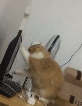 铲屎官忘记给猫喂饭 猫咪气得抓电脑 我毁了你的精神食粮！