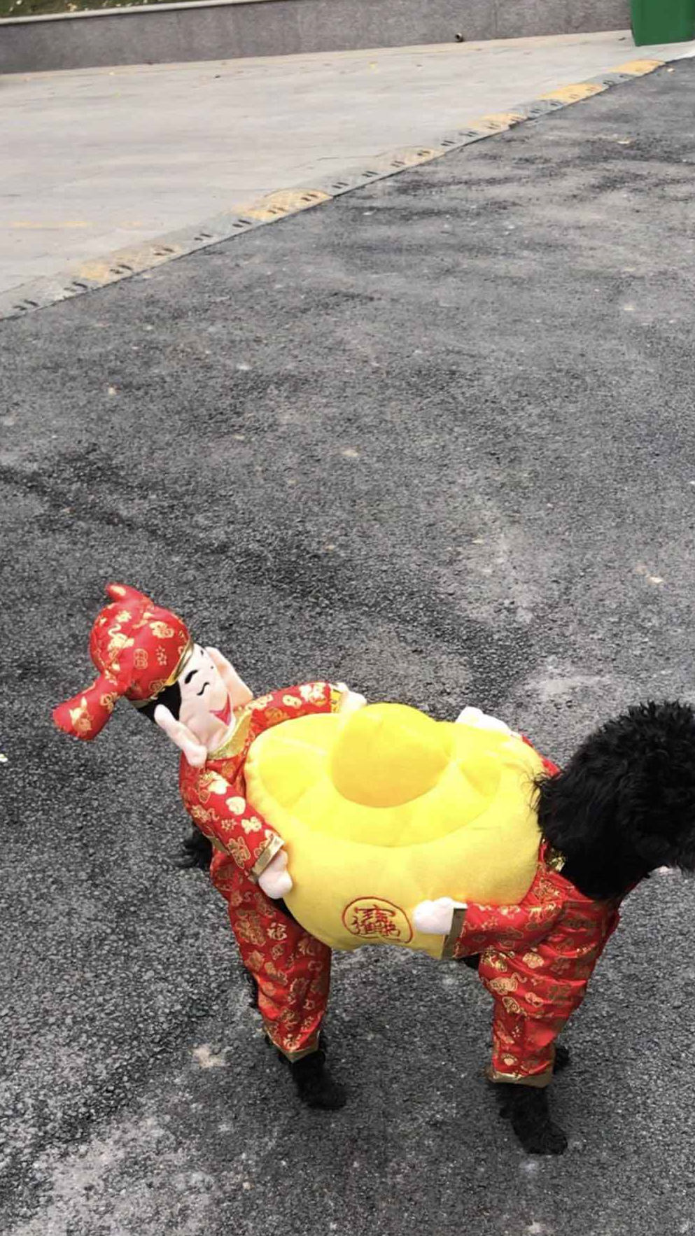 泰迪犬穿上了新衣服,秒变财神爷,它能给你带来好运吗?