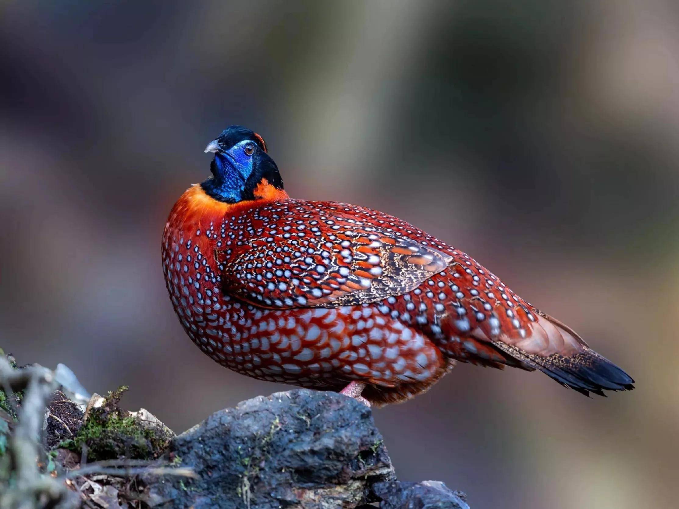 山鸡,野鸡,石鸡你能区分它们吗