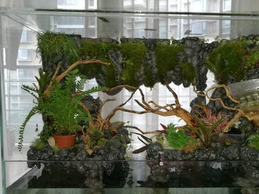 小型雨林缸造景diy教程图片