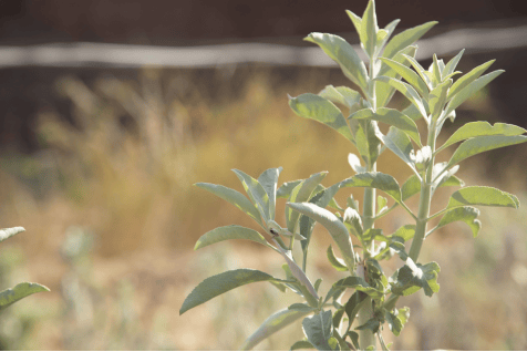 抗菌神器白鼠尾草:为你的家居健康护航