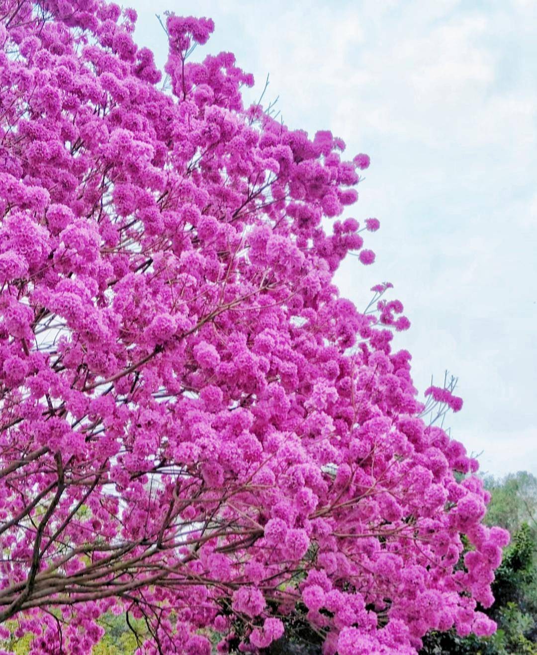 深圳马路边的树花开满枝,太惊艳了_sm_www_http