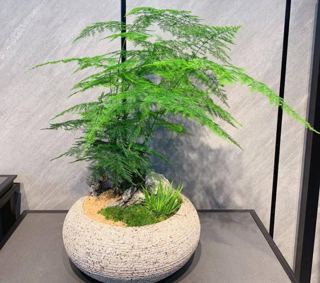 耐寒,干燥环境容易黄叶,日常要注意勤浇水保持盆土湿润,空调室内或者