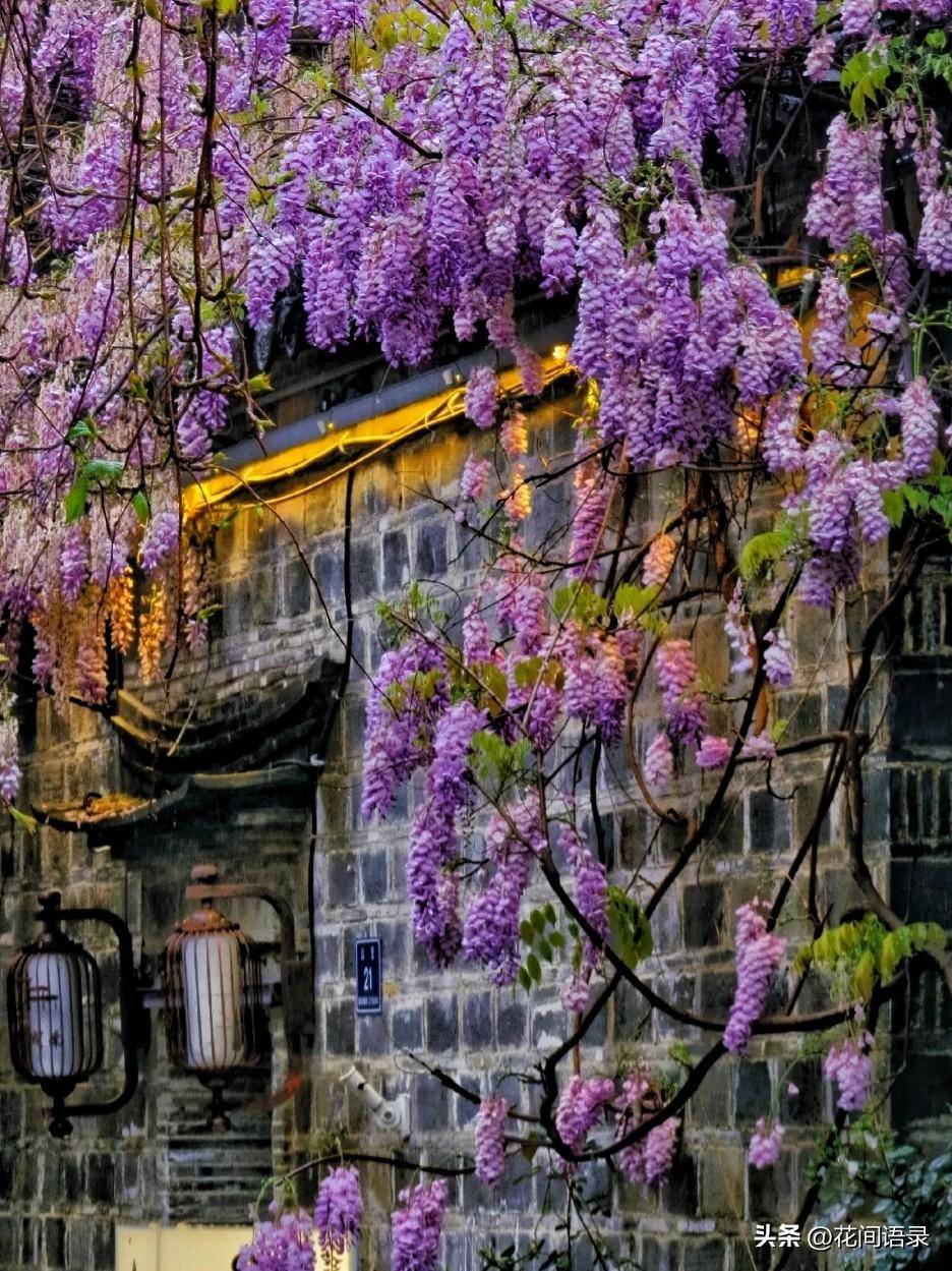 南京小巷子里的花太惊艳了_zgcpx_紫藤_www