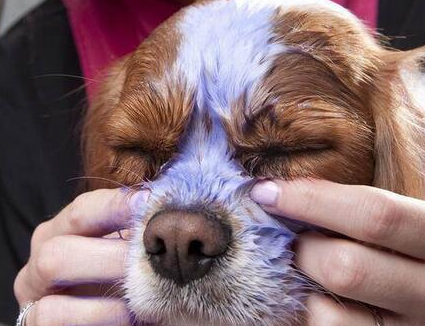 还有狗狗有泪痕不要买太多的眼药水之类的滴,毕竟不是狗狗的眼睛出了