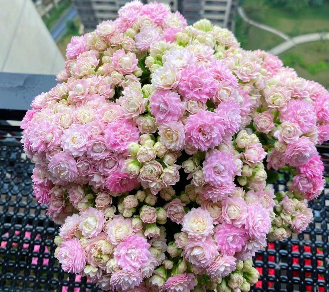 养在家里超级浪漫的11种盆栽花