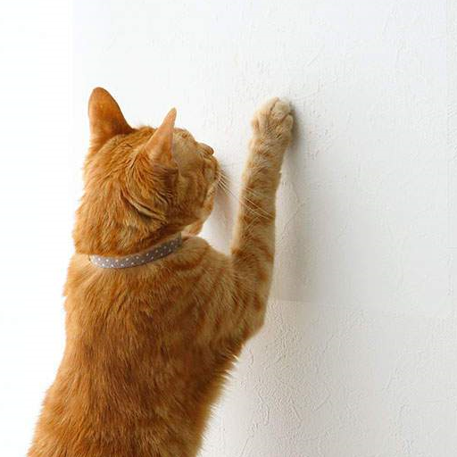 猫挠墙表情图片