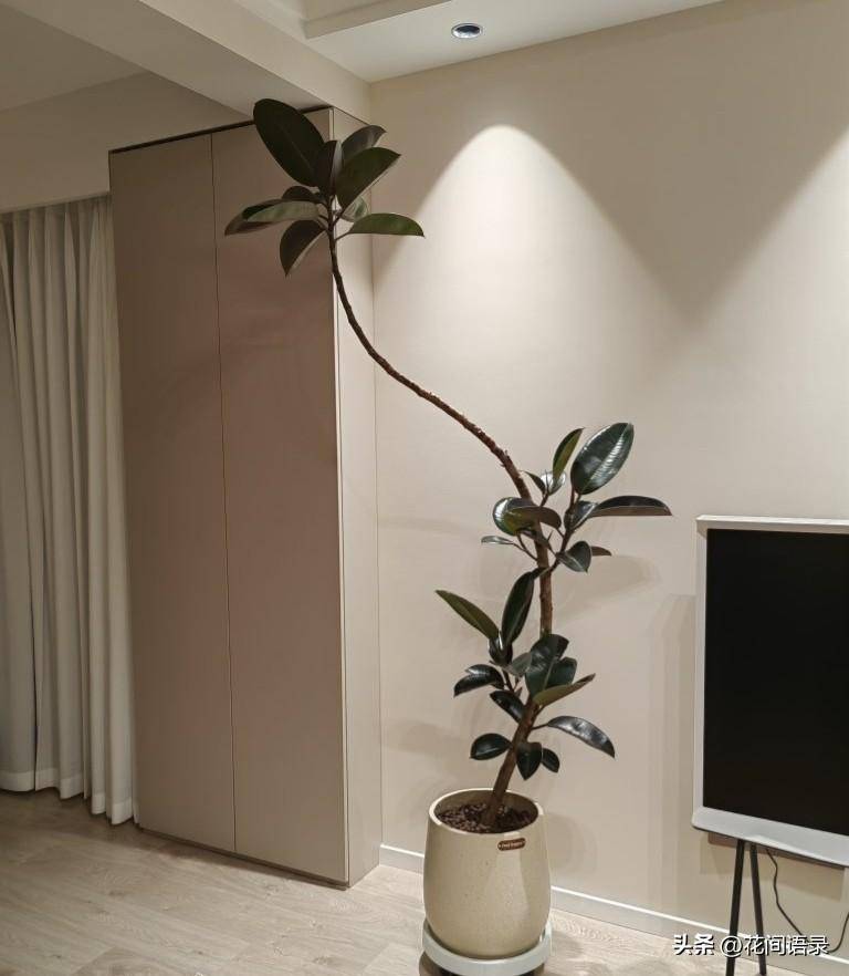室内养一盆1.8米高的树,太高级了