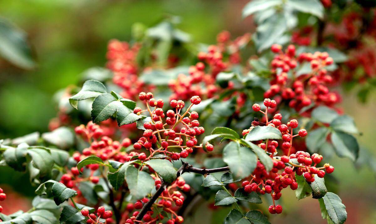 深层肥沃壤土和砂壤土一般分蘖(同"聂"声)力强,抗寒,抗旱,耐阳光,隐芽