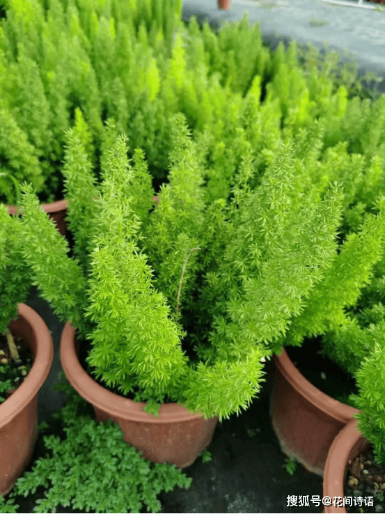 一根枝条上,密密麻麻地排列着许多小叶片,构成一条条狐狸尾巴般形状的