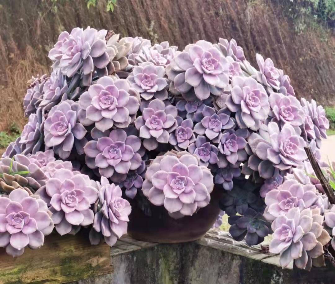 多肉紫乐养成捧花是什么样子,越看越漂亮