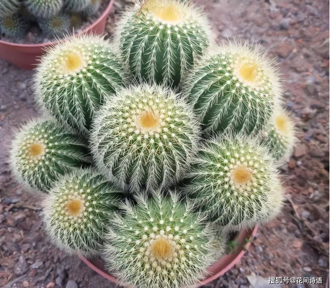 龙舌_仙人球_虎皮