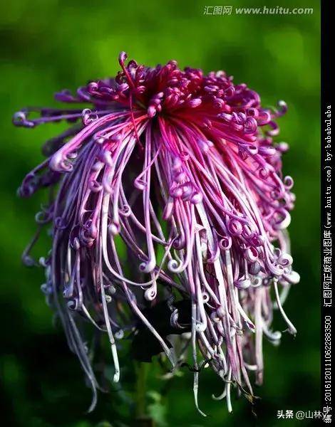 菊花摄影获奖作品欣赏,五彩缤纷,千姿百态