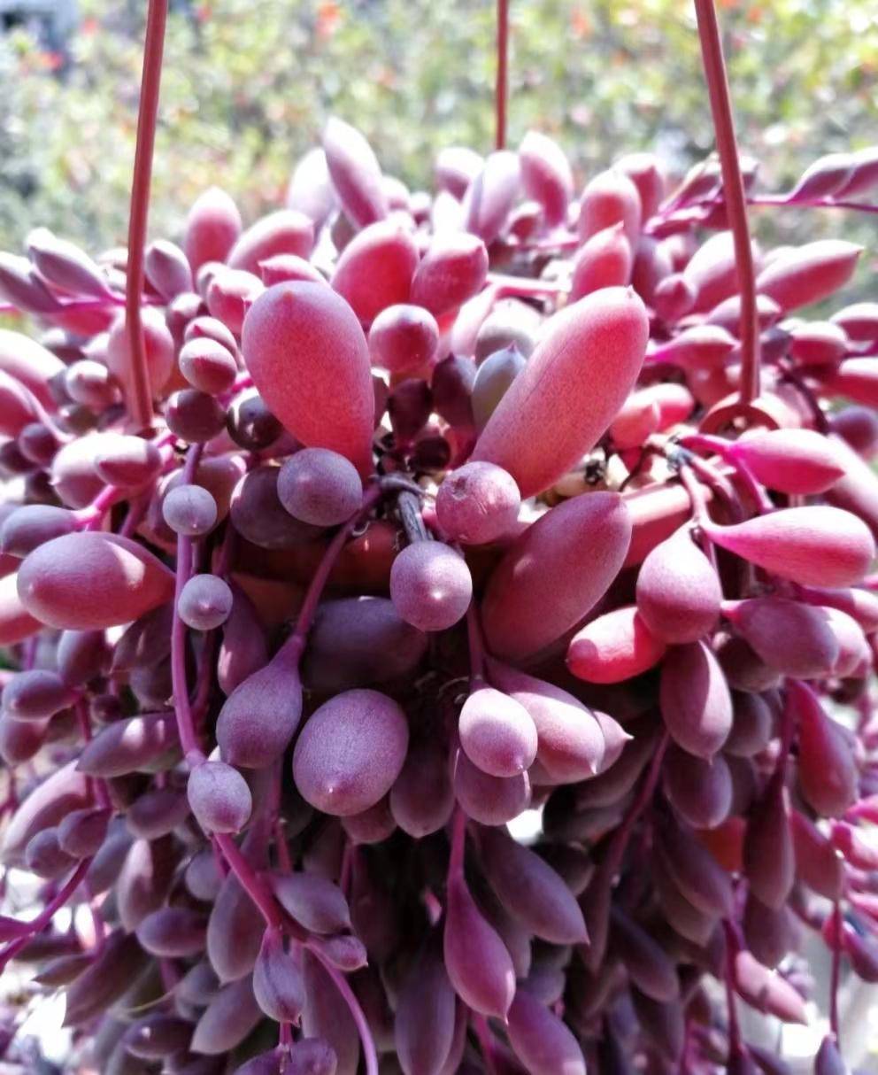 很多网友都好奇问她这是什么品种的多肉,也想养上几盆,她说:这并不是