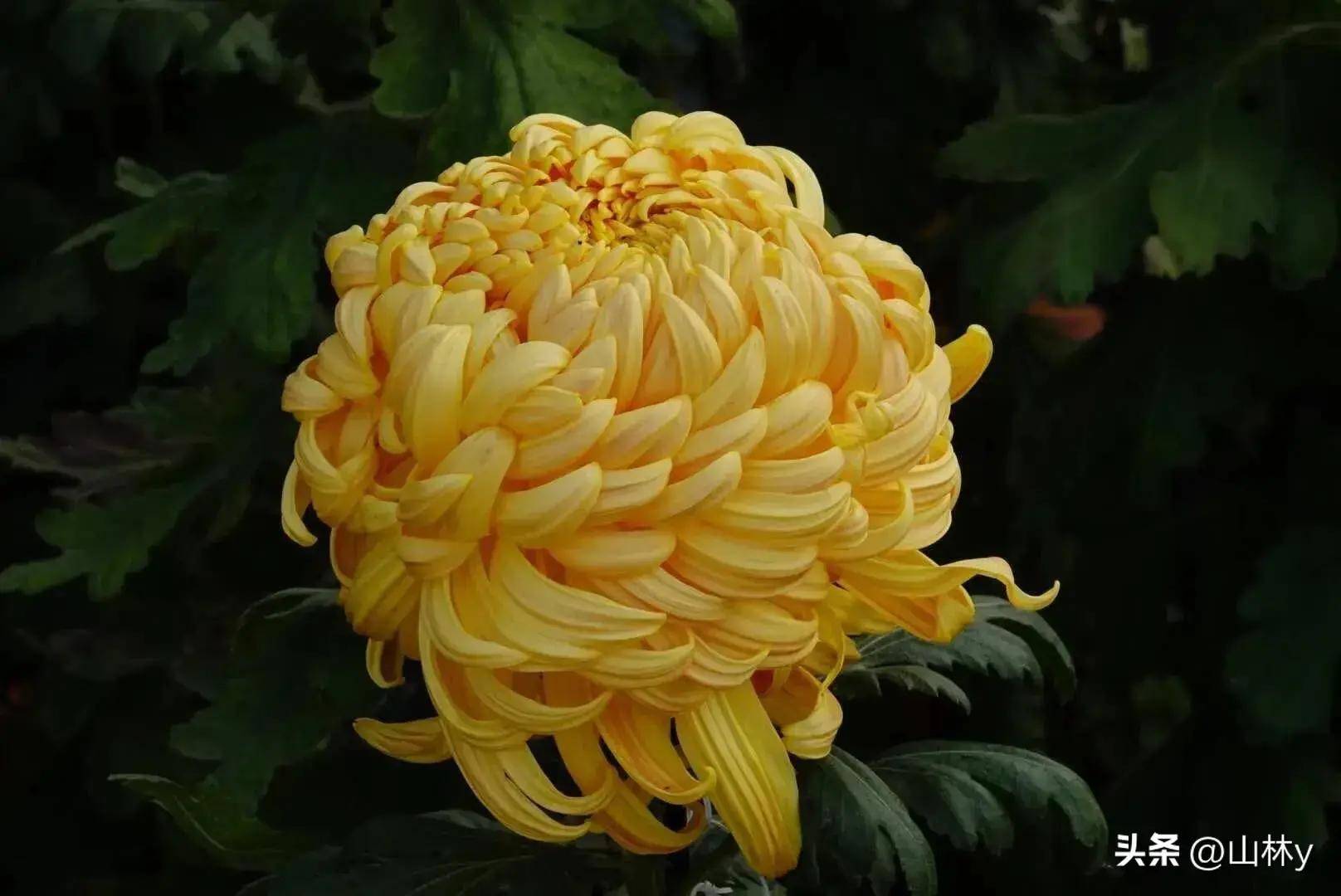 菊花摄影获奖作品欣赏,五彩缤纷,千姿百态