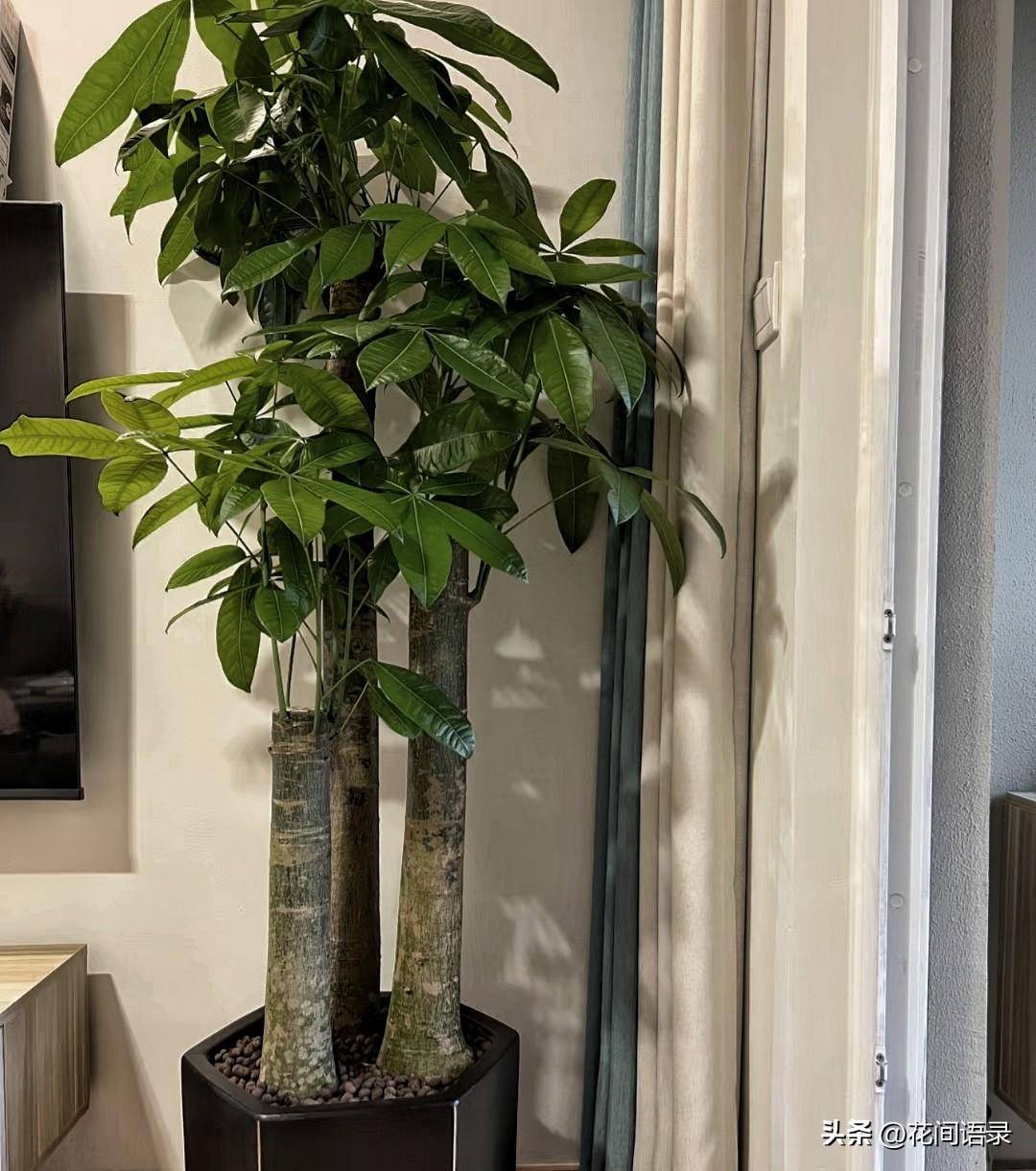 html发财树的植株通常1-2米,杆子粗壮笔挺,叶色淡雅清新,姿态别致典雅