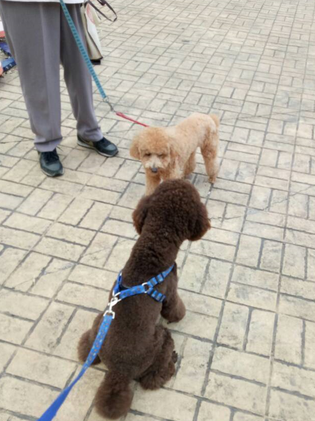 可爱的泰迪犬遇到了一只有缘的狗,它俩开始暧昧起来,情何以堪啊