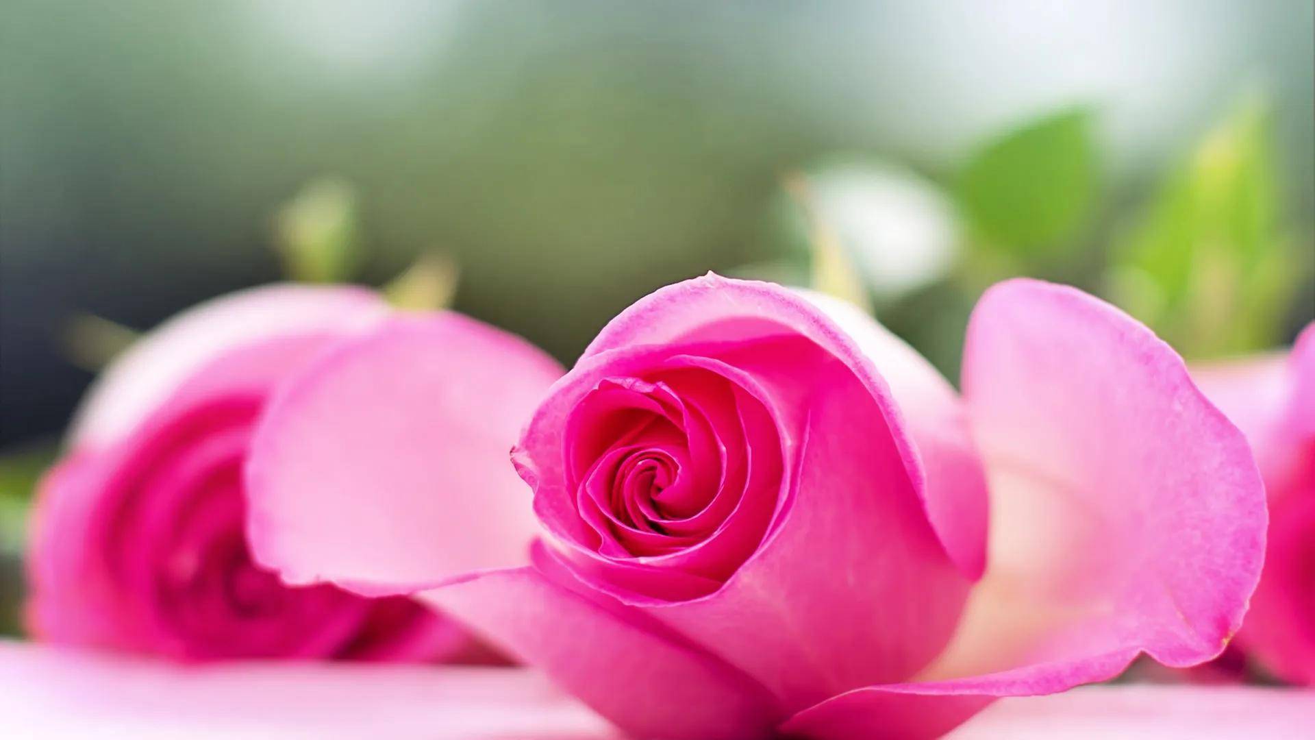 一朵大红色的娇艳欲滴的玫瑰花.一种漂亮的紫红色的花.蔷薇花.