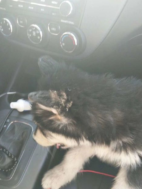 骗父母养的是哈士奇,几个月后,父母让网友赶紧把狗送了人!