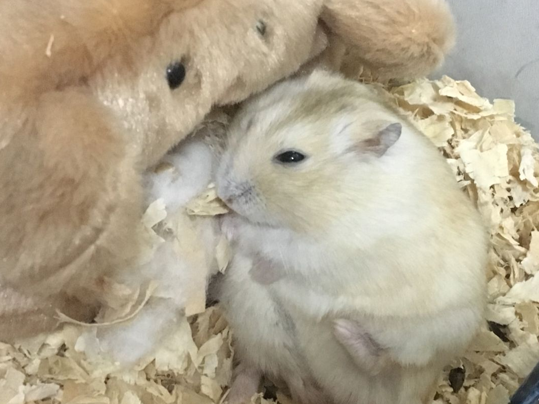 宠主给仓鼠乱喂食,不到一个月后,鼠子就开始频繁"翻肚皮"