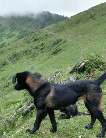 被誉为深山侠客的4大原生犬,其中它在深山中散养,已沦为野生犬